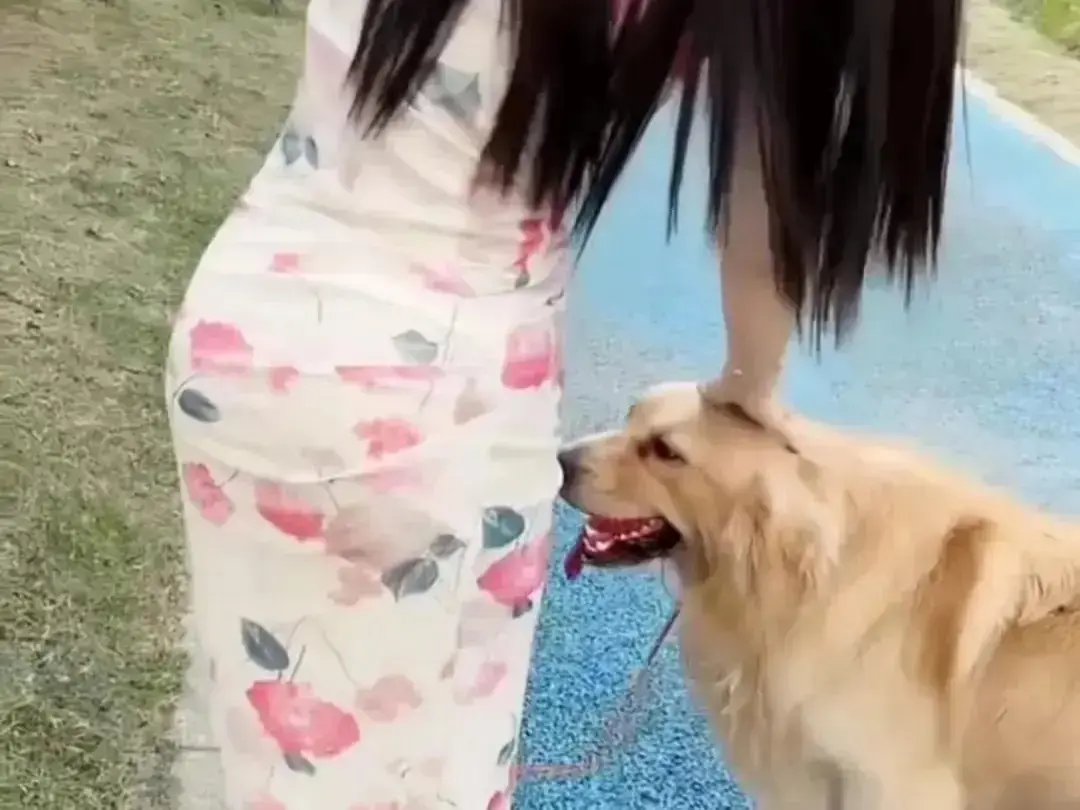 《抖音香香公主与爱犬金毛》高能日常互动完整版在线观看-抖音香香公主与爱犬撒娇直播回放免费高清-抖音香香公主与爱犬金毛无广告网盘资源秒播
